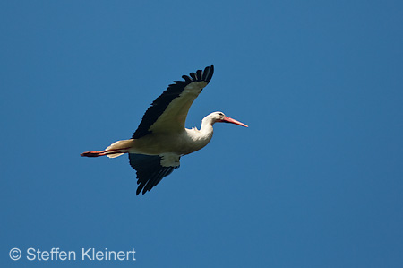 Weißstorch, Ciconia ciconia 042